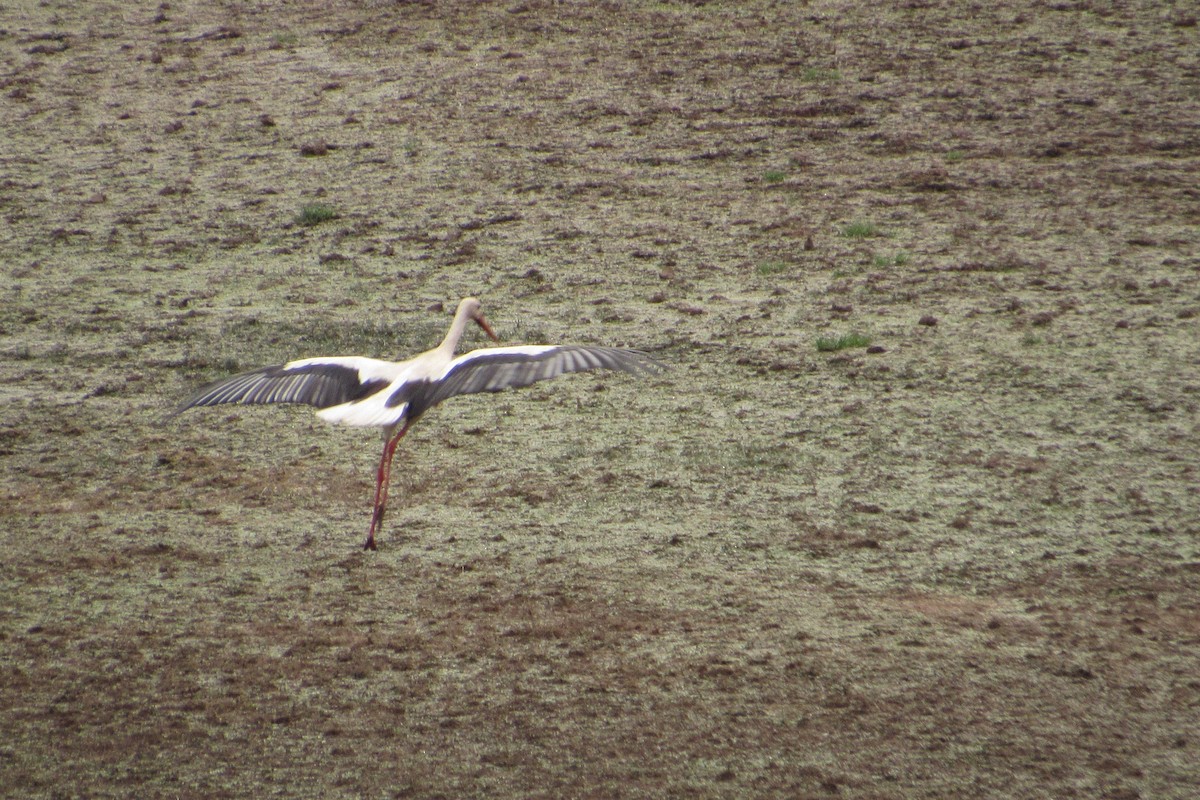 White Stork - ML263430481