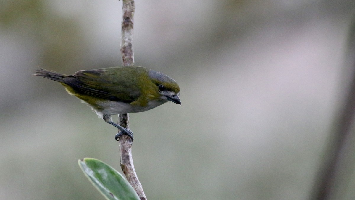 Golden-bellied Euphonia - ML26343371