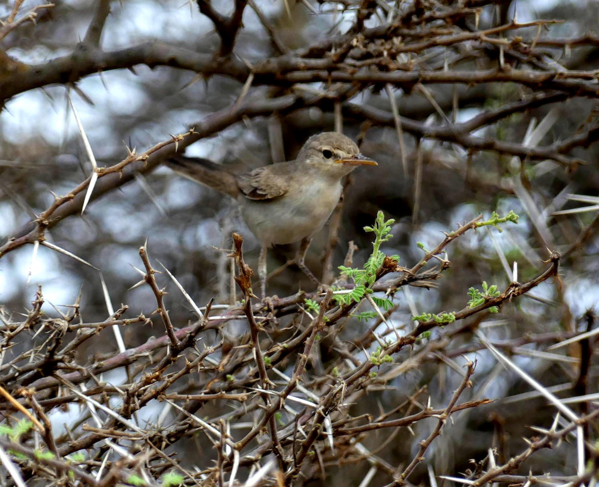 Upcher's Warbler - ML263433941