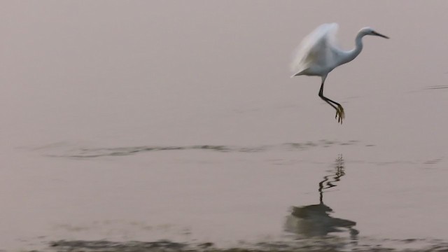 Snowy Egret - ML263433991