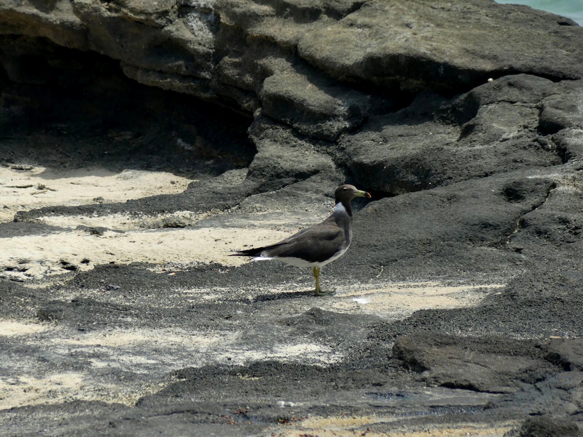 Sooty Gull - ML263434691