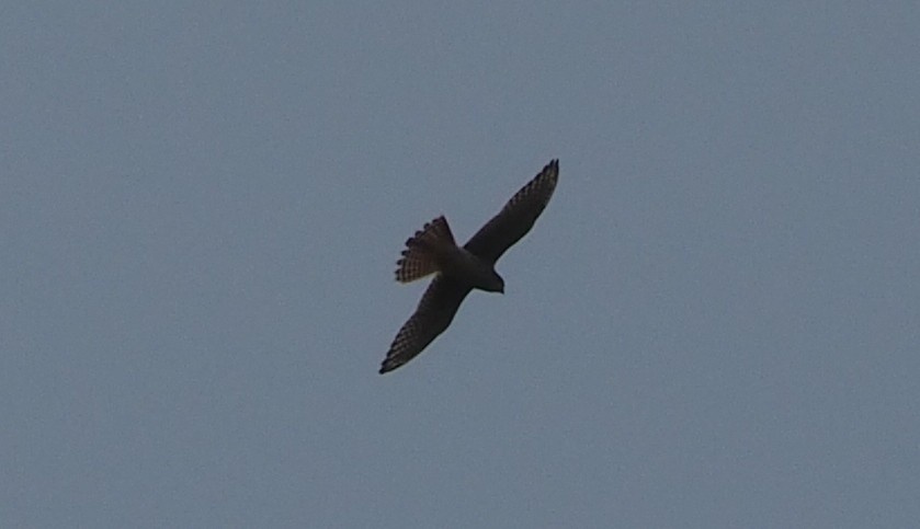 American Kestrel - ML263435031