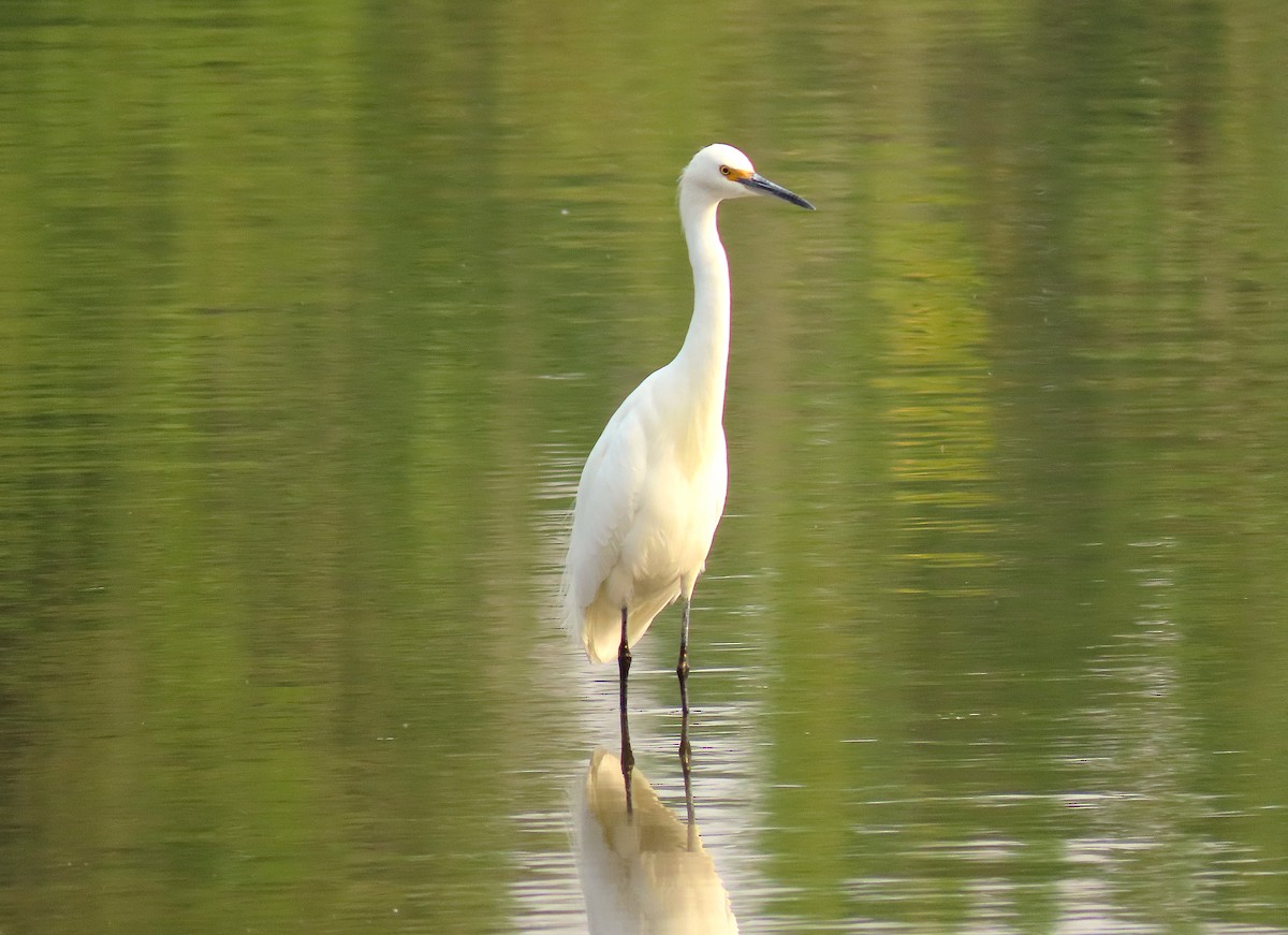 Snowy Egret - ML263435281