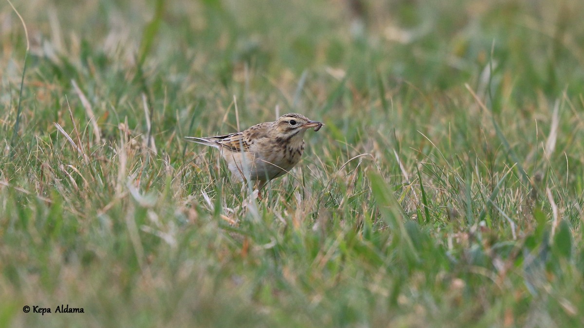 Richard's Pipit - Kepa Aldama Beltza