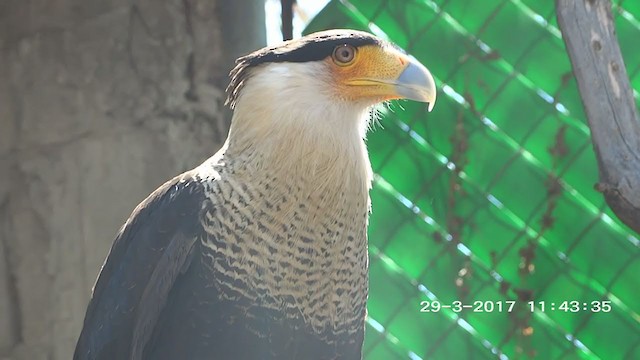 Crested Caracara (Northern) - ML263440511