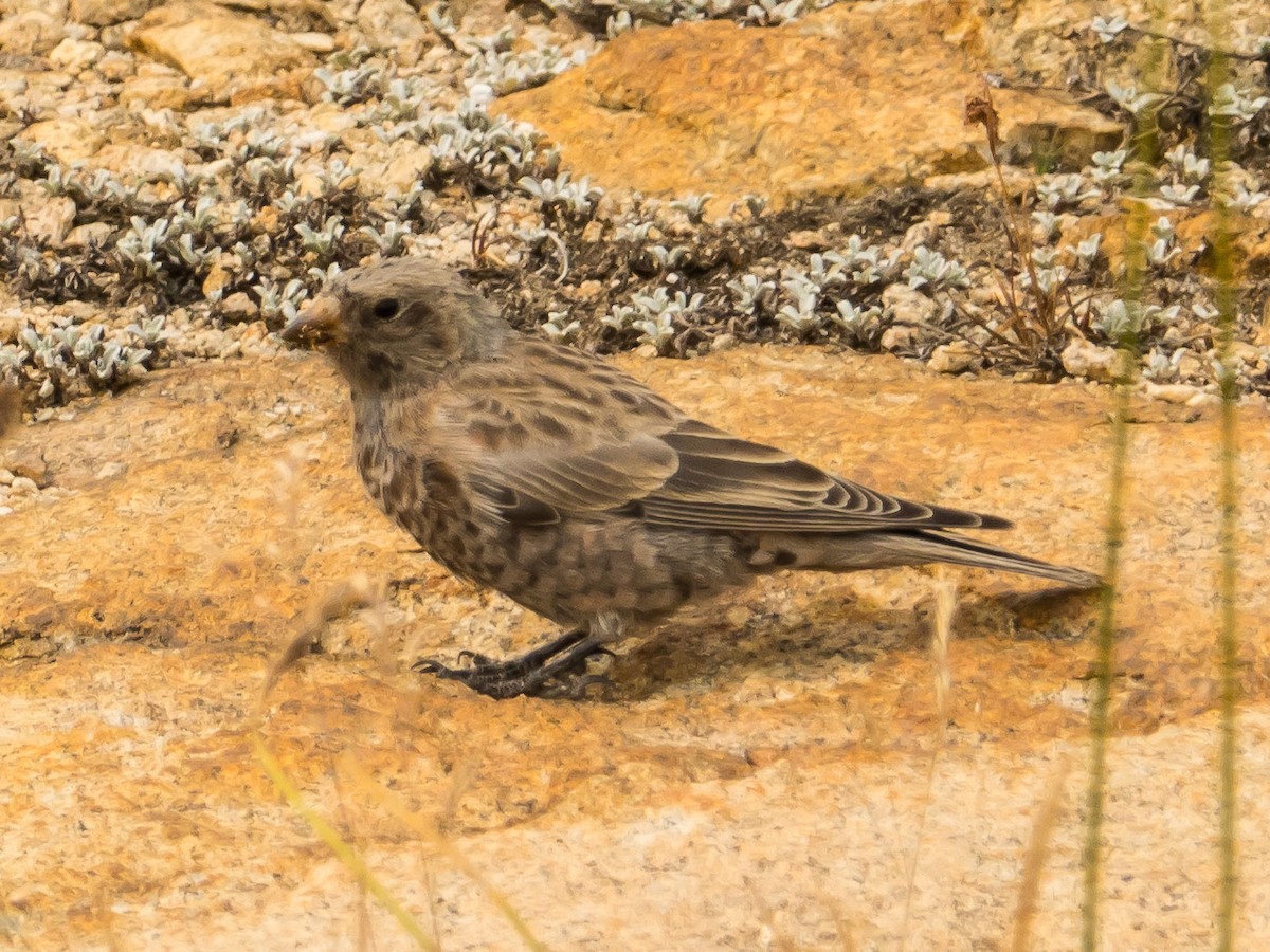 Gray-crowned Rosy-Finch - ML263441651