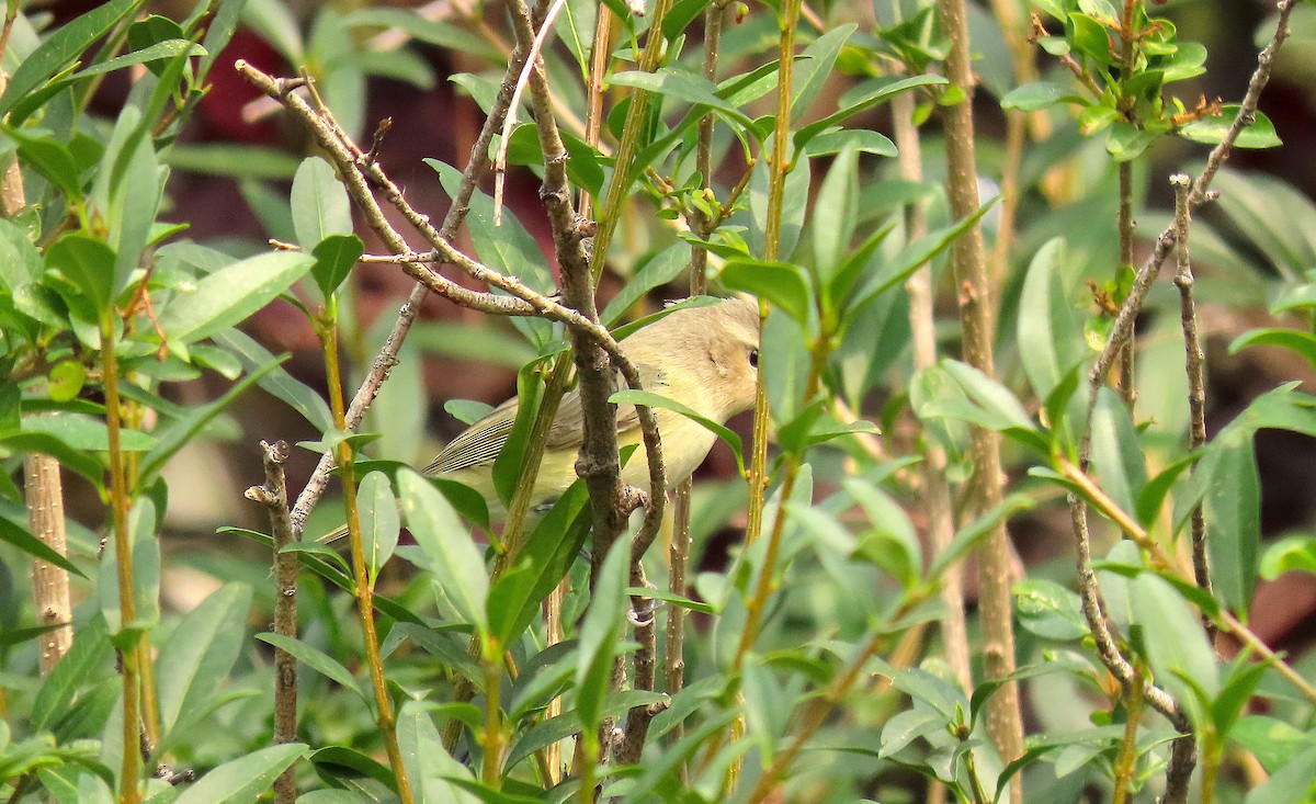 Warbling Vireo - ML263443791