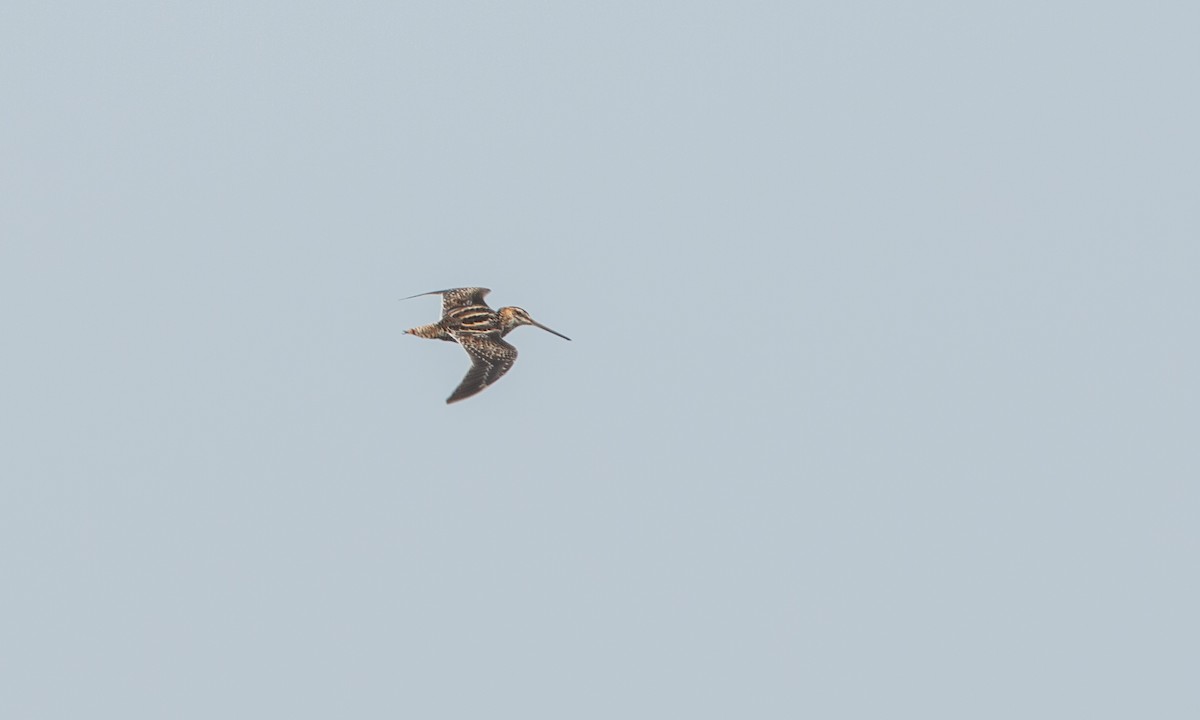 Wilson's Snipe - ML263446991