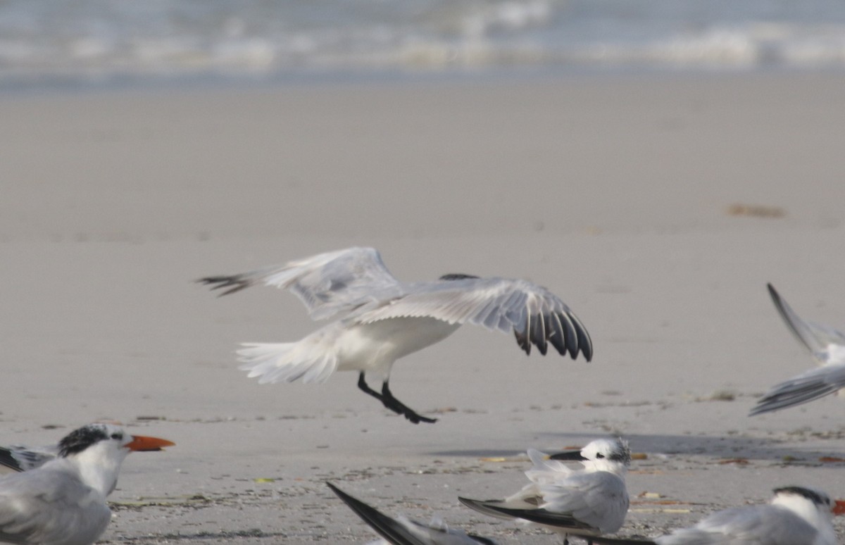 Caspian Tern - ML263447001