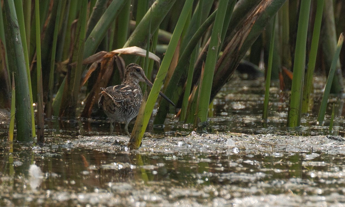 Wilson's Snipe - ML263447041