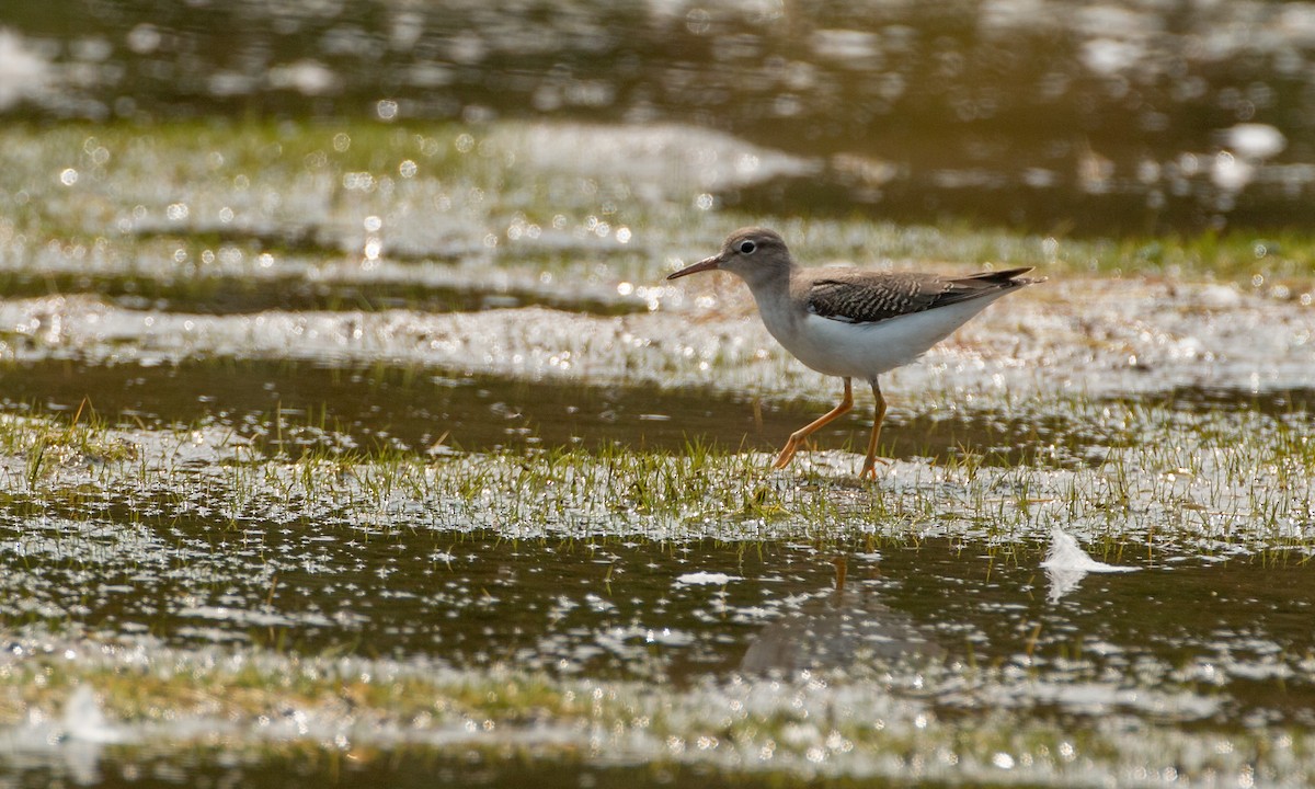 Spotted Sandpiper - ML263448851