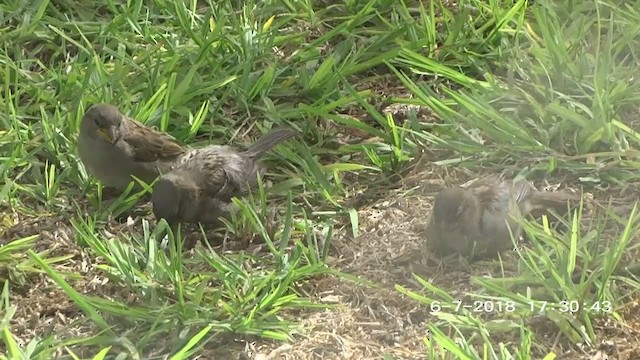 House Sparrow - ML263450041