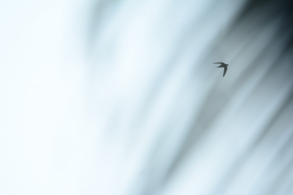 Brown-backed Needletail - ML263450151