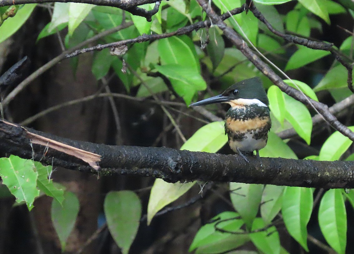 Green Kingfisher - ML263450981