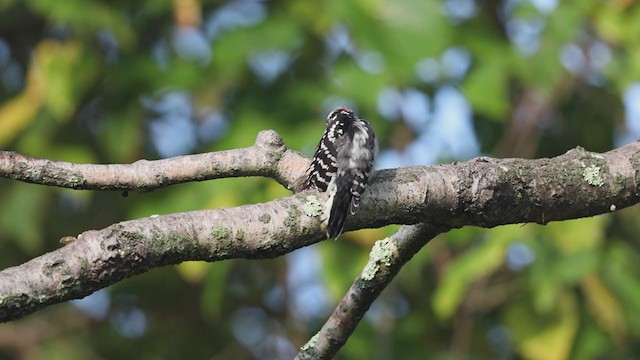 Downy Woodpecker - ML263451031