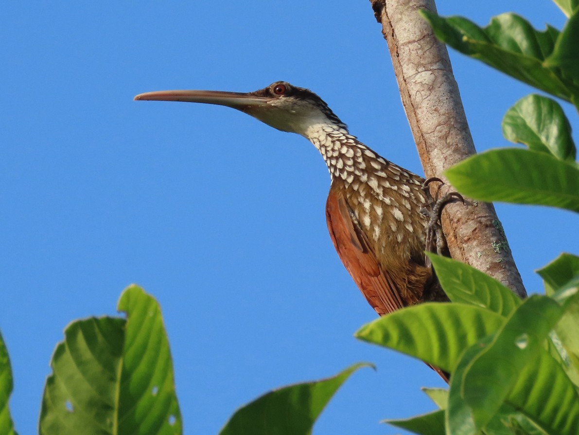 Long-billed Woodcreeper - sylvain Uriot