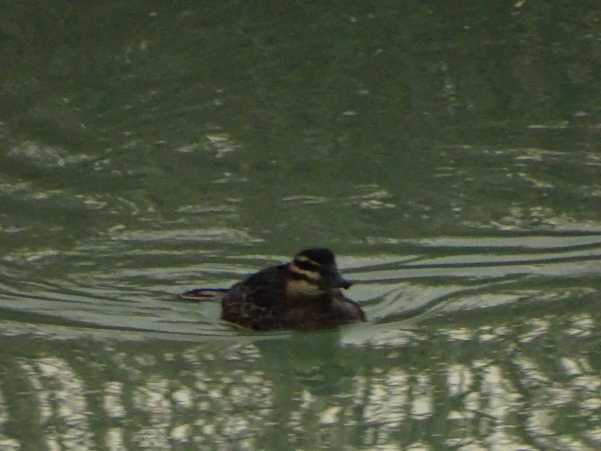 Masked Duck - Andrés de Miguel