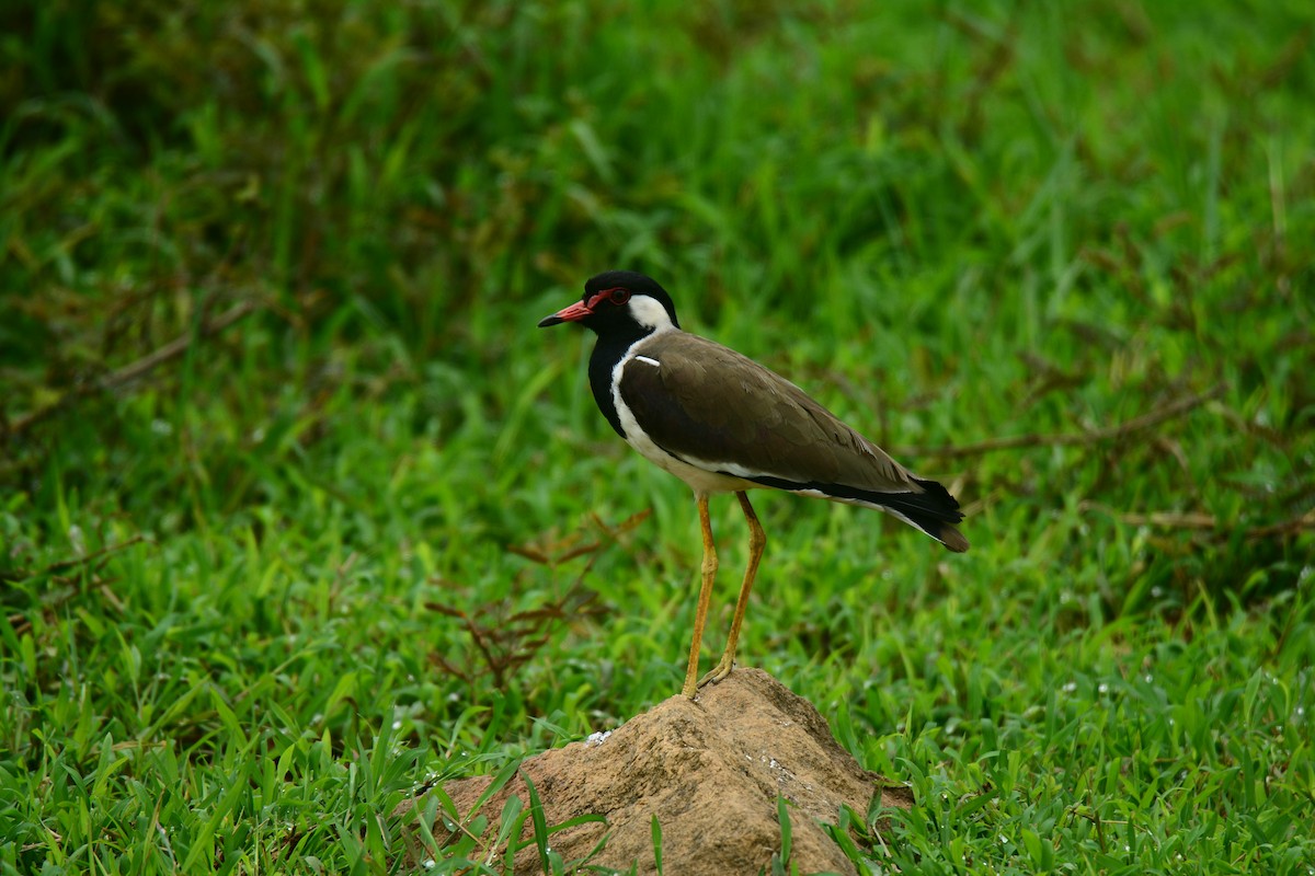 Red-wattled Lapwing - ML263452001
