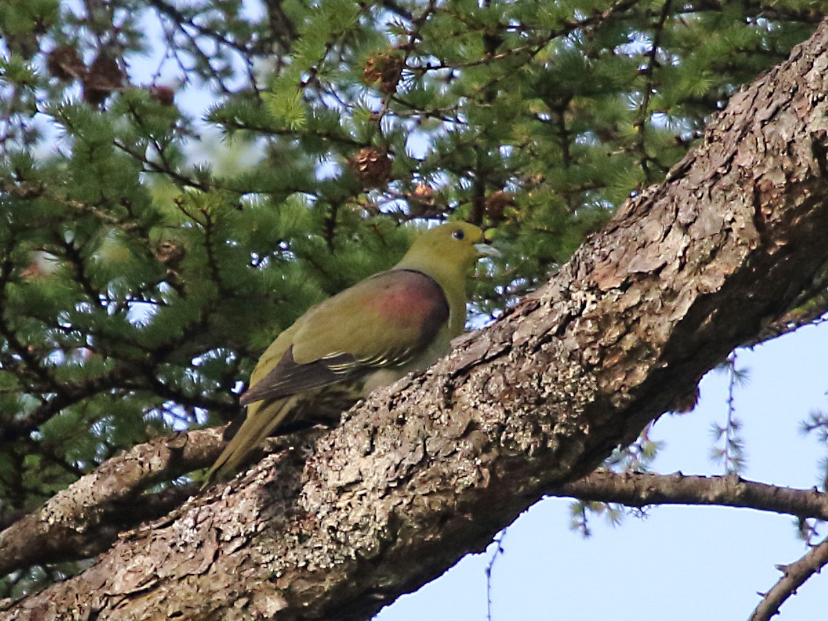 White-bellied Green-Pigeon - ML263452101
