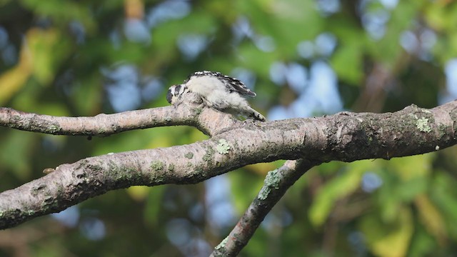 Downy Woodpecker - ML263452741