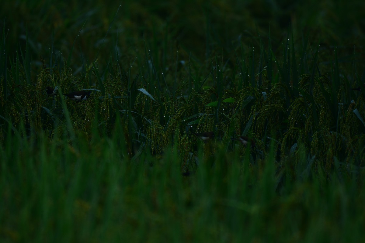 White-rumped Munia - ML263453291