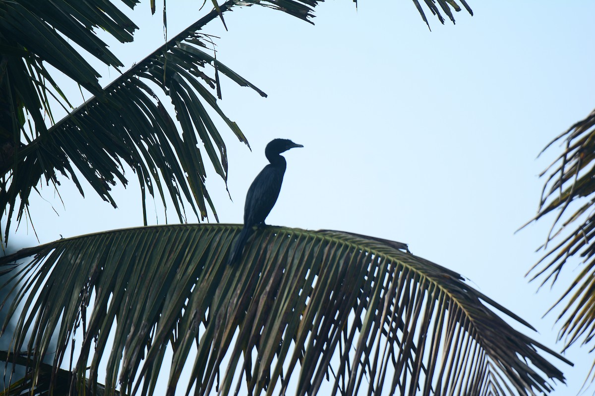 Little Cormorant - ML263453501