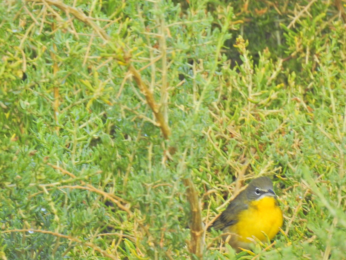 Yellow-breasted Chat - ML263453801
