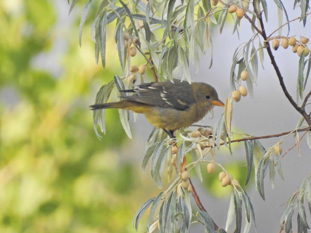 Western Tanager - ML263454001