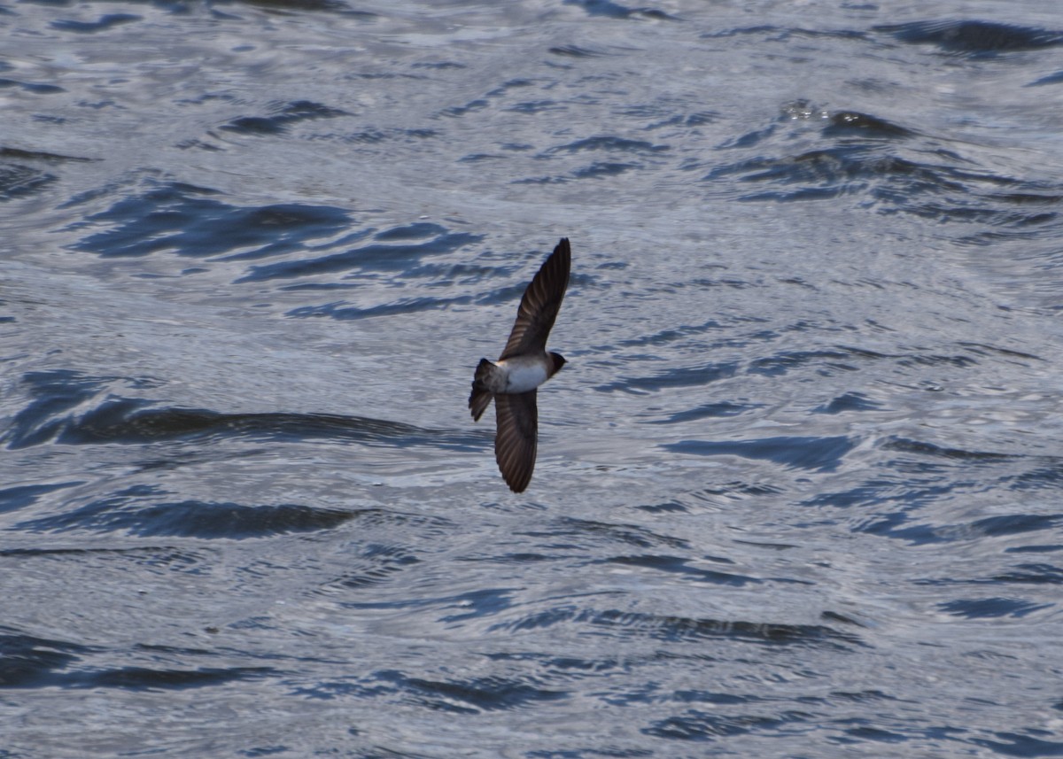 Cliff Swallow - ML26345421