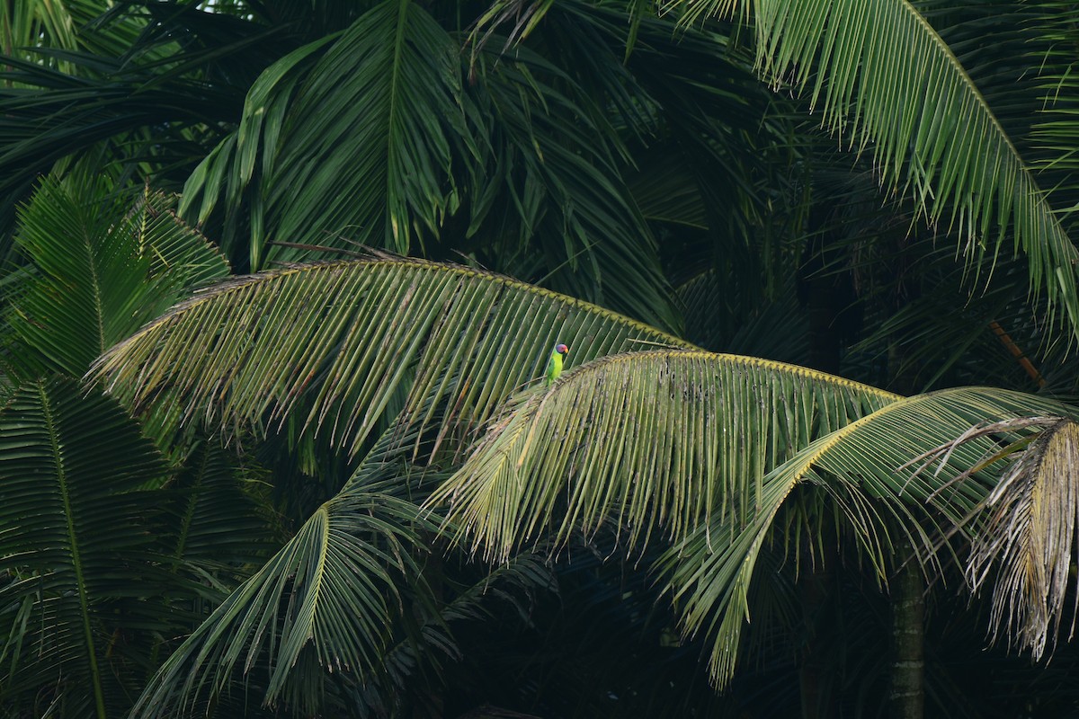 Plum-headed Parakeet - ML263455681