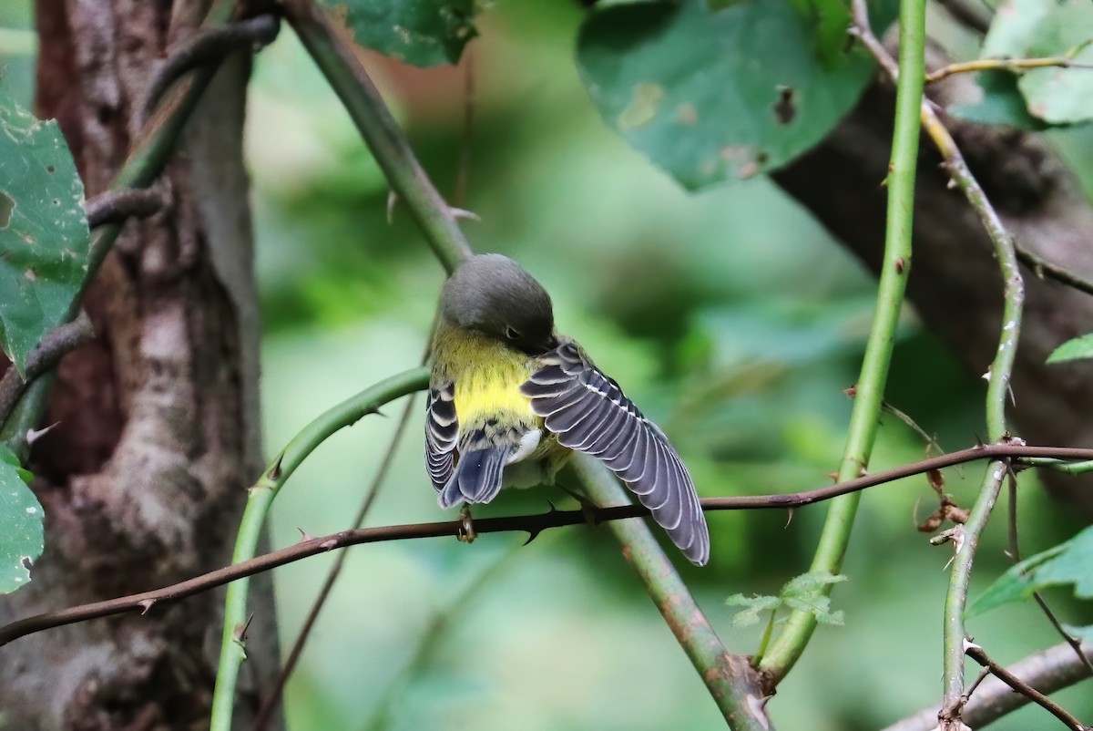 Magnolia Warbler - Suzanne O'Rourke