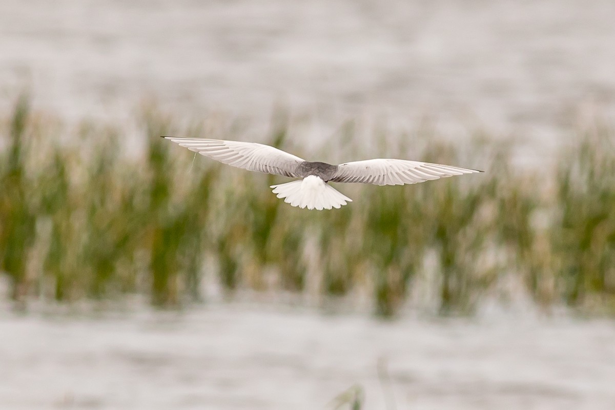 White-winged Tern - ML263456601