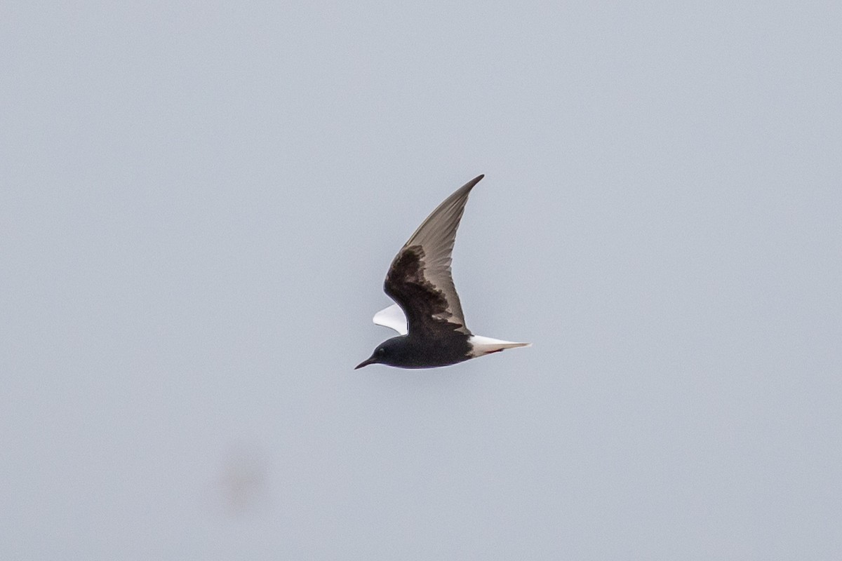 White-winged Tern - ML263456631