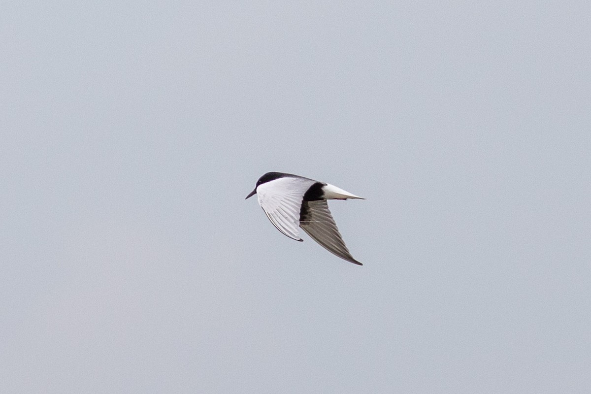 White-winged Tern - ML263456651