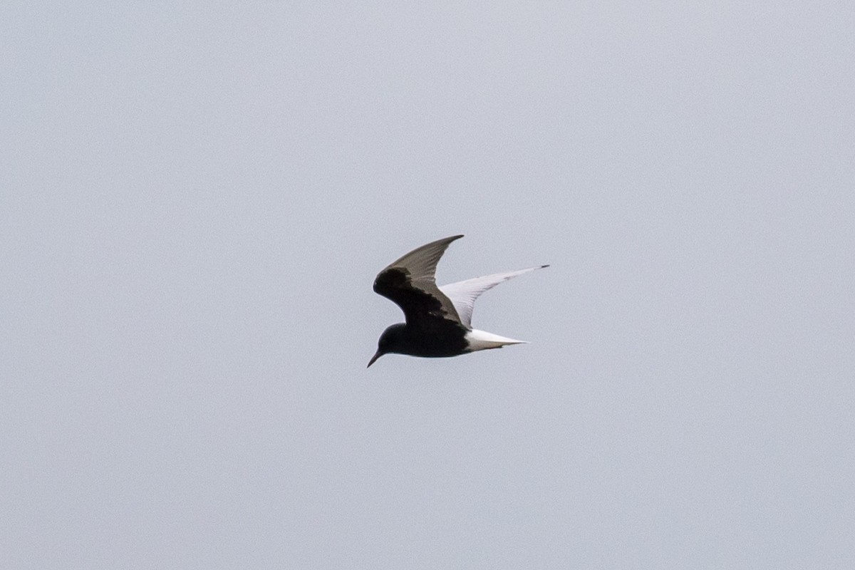 White-winged Tern - ML263456671