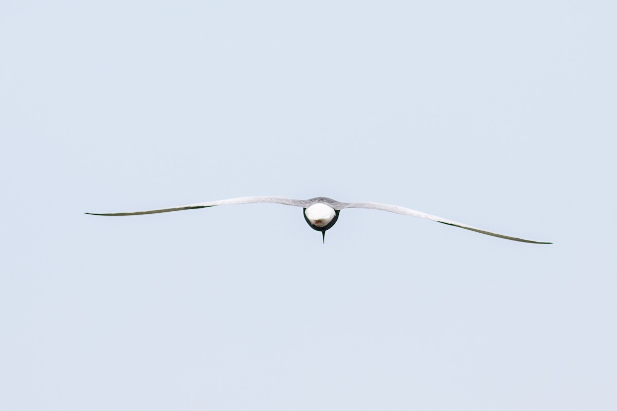 White-winged Tern - ML263456681