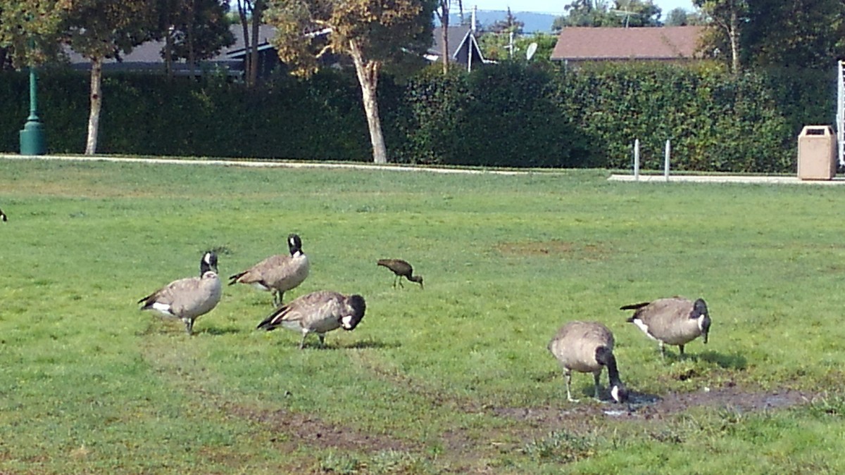 White-faced Ibis - ML263456781