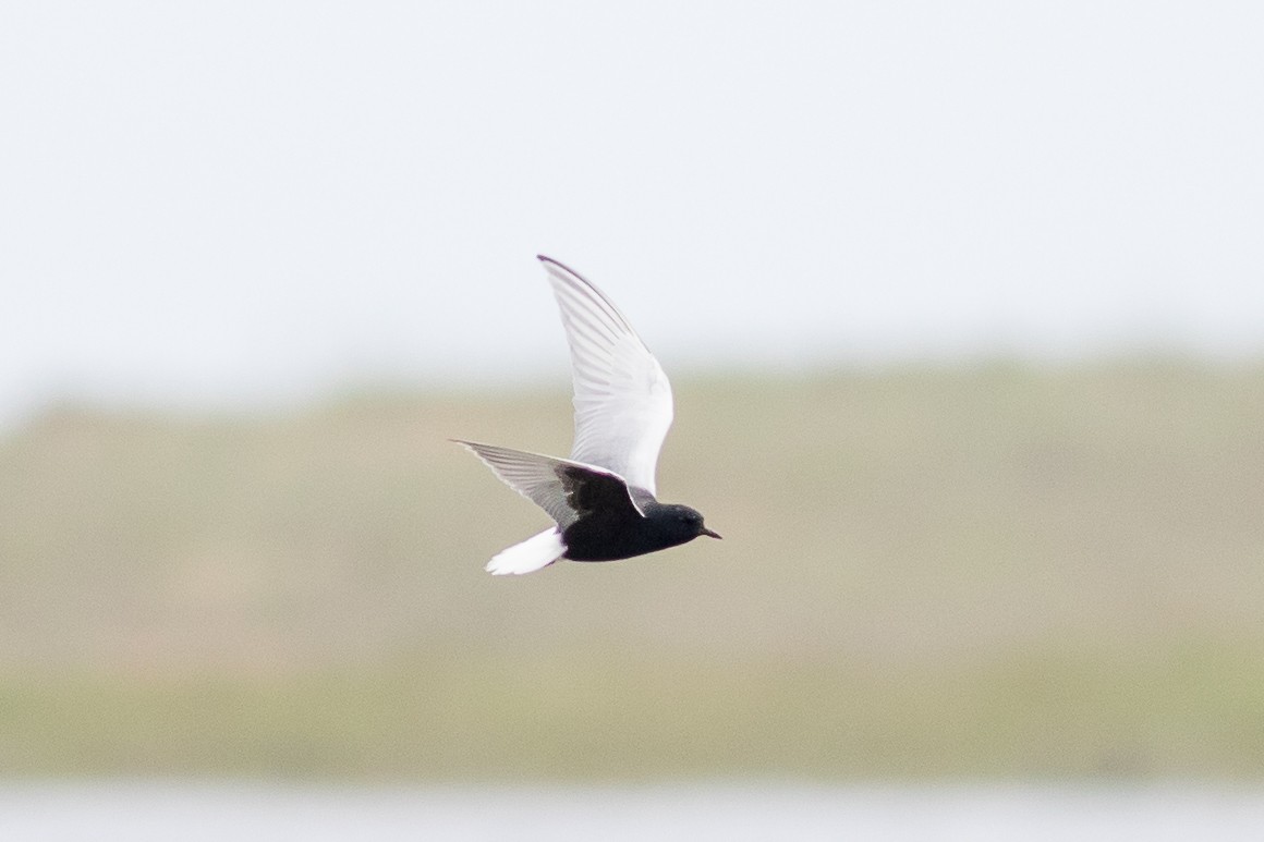 White-winged Tern - ML263456791
