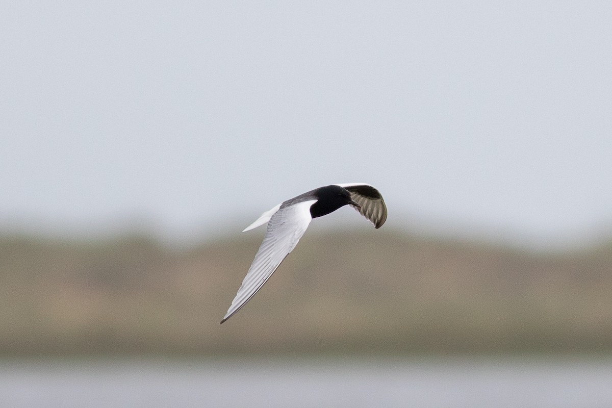 White-winged Tern - ML263456851