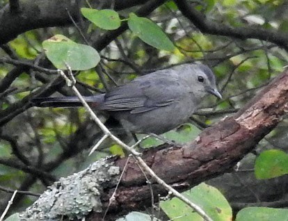 Gray Catbird - ML263457681