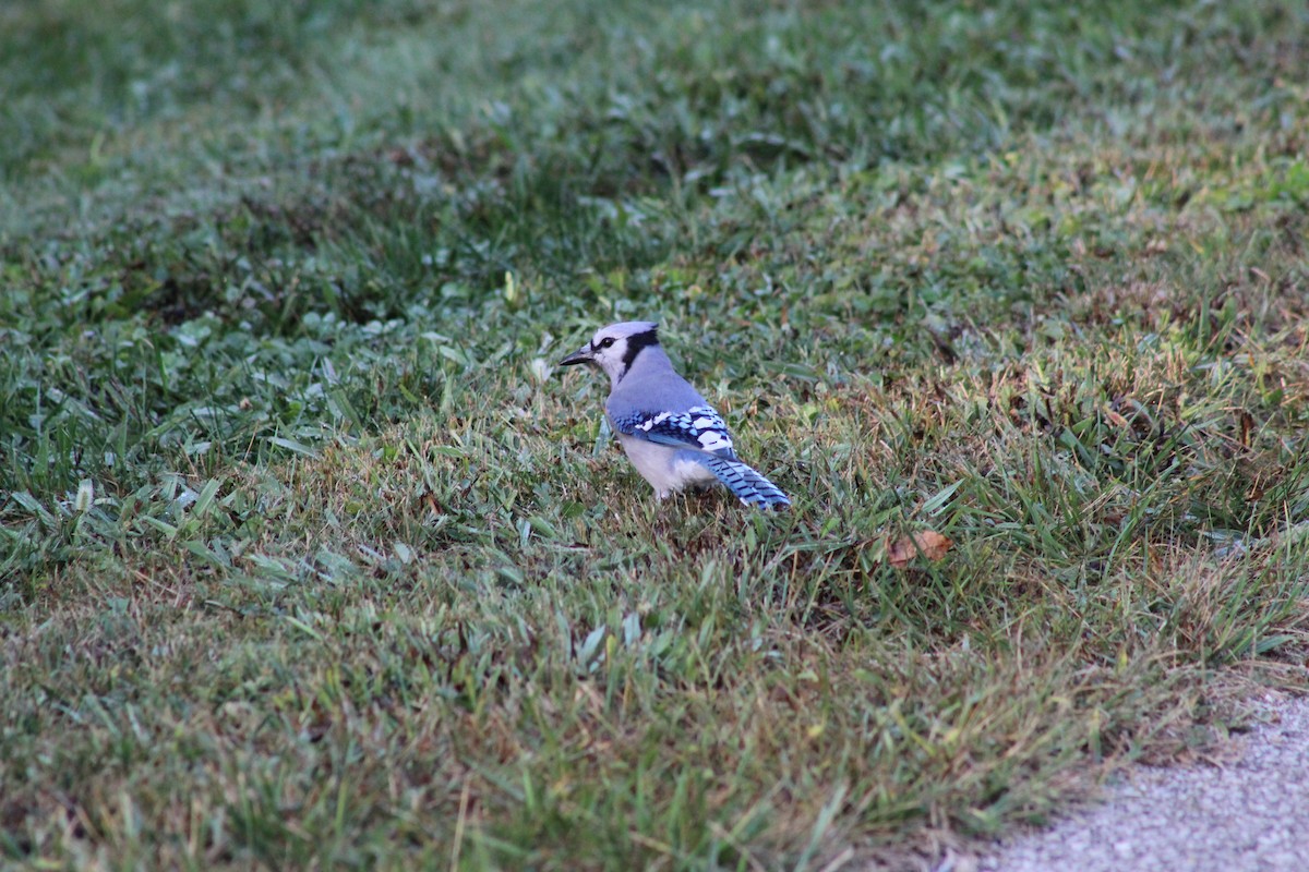 Blue Jay - ML263457831