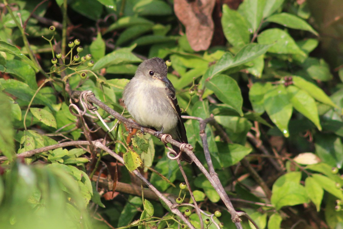 Eastern Wood-Pewee - ML263458081