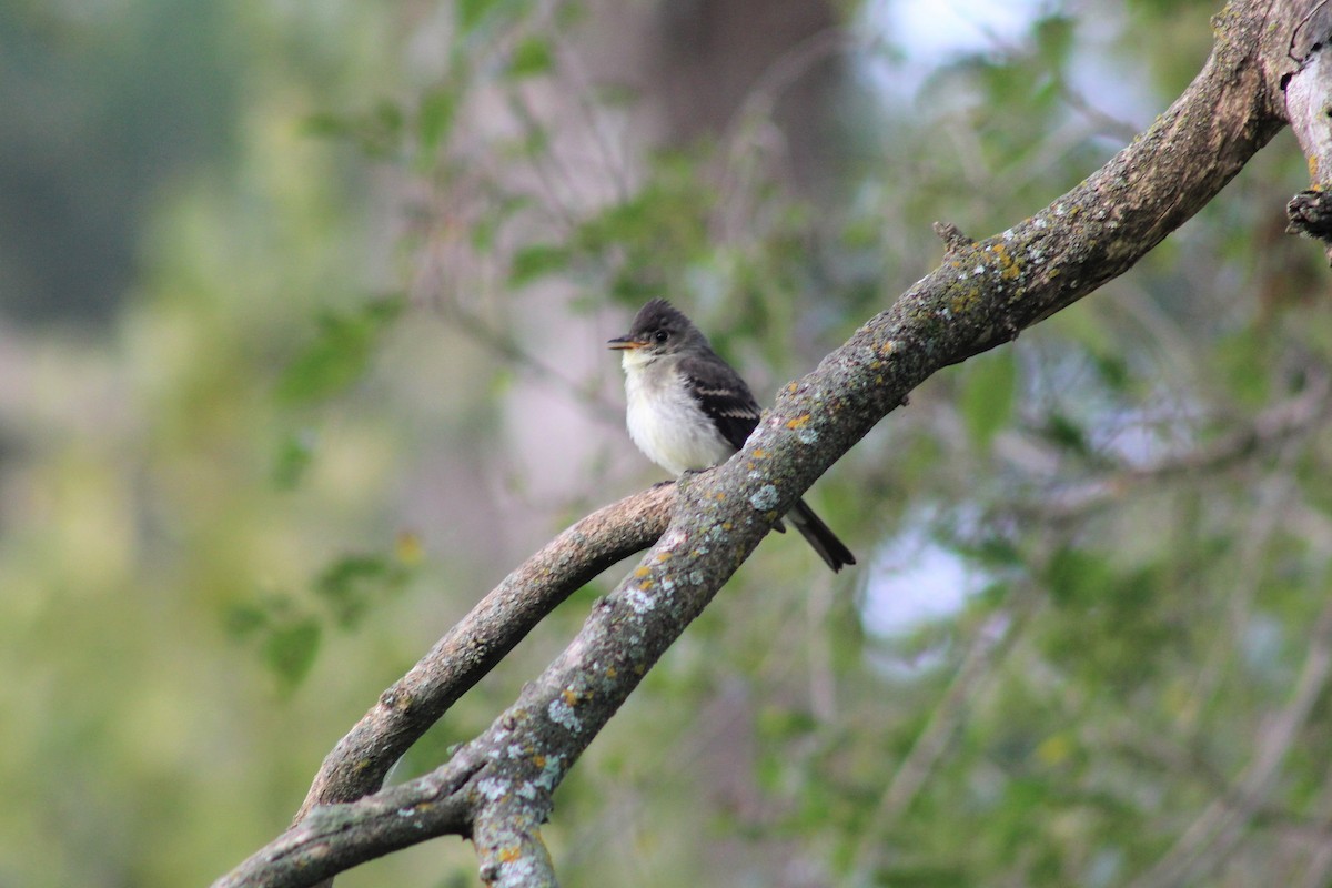 Eastern Wood-Pewee - ML263458481