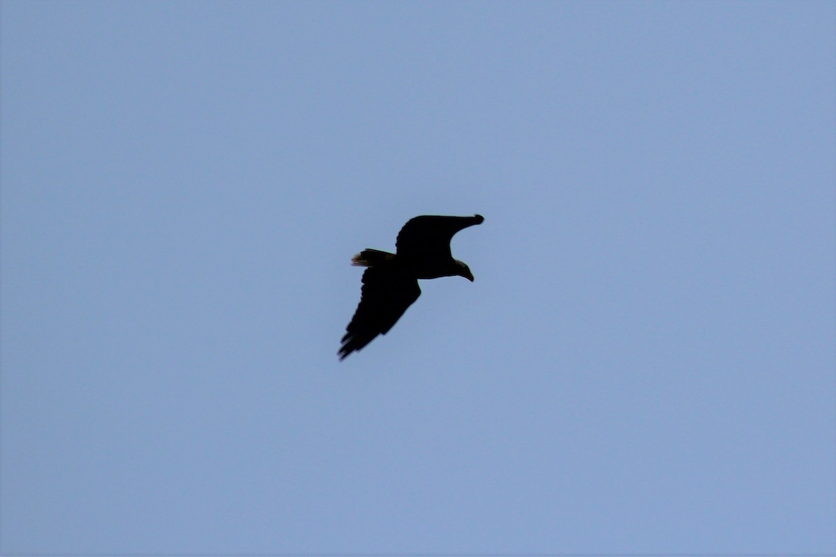 Bald Eagle - ML263458521
