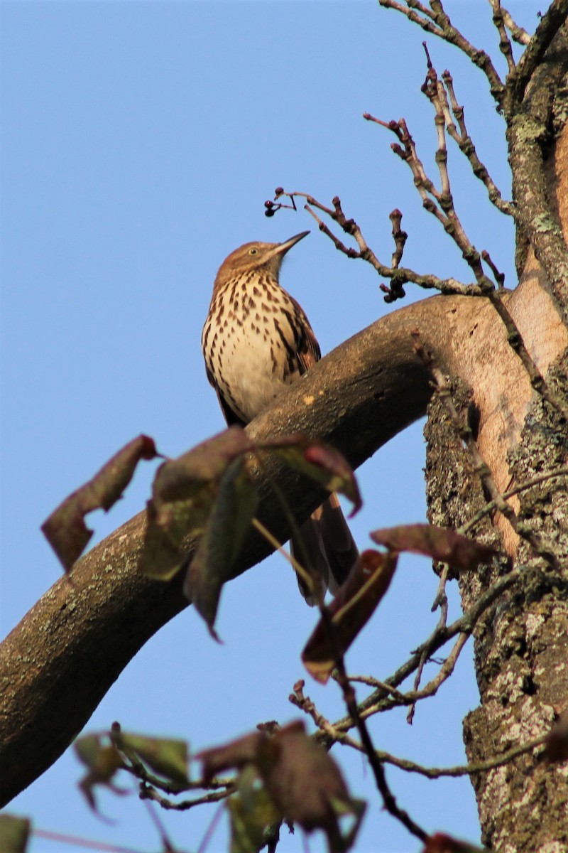 Brown Thrasher - ML263458601