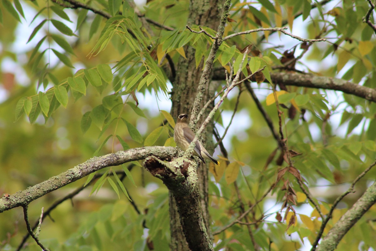 Cedar Waxwing - ML263458781