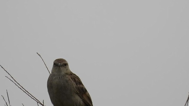 Striated Grassbird - ML263458821