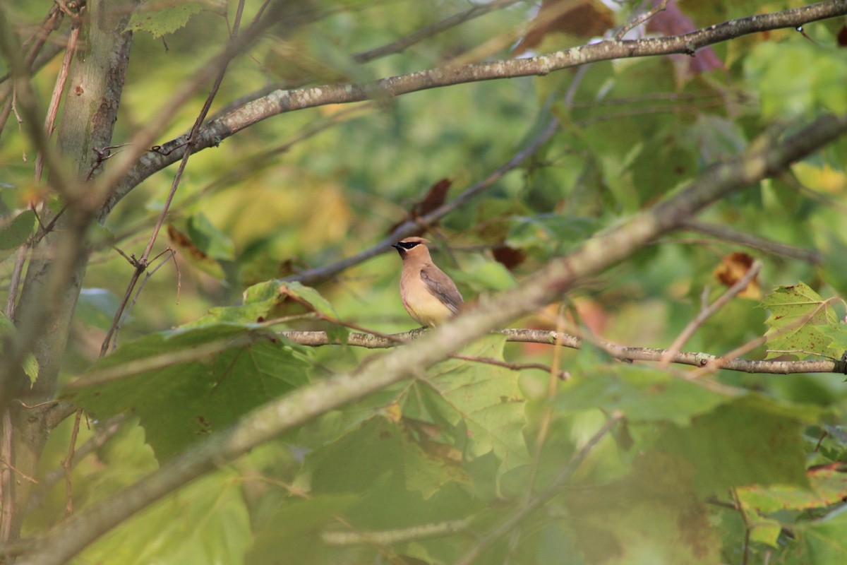 Cedar Waxwing - ML263458871