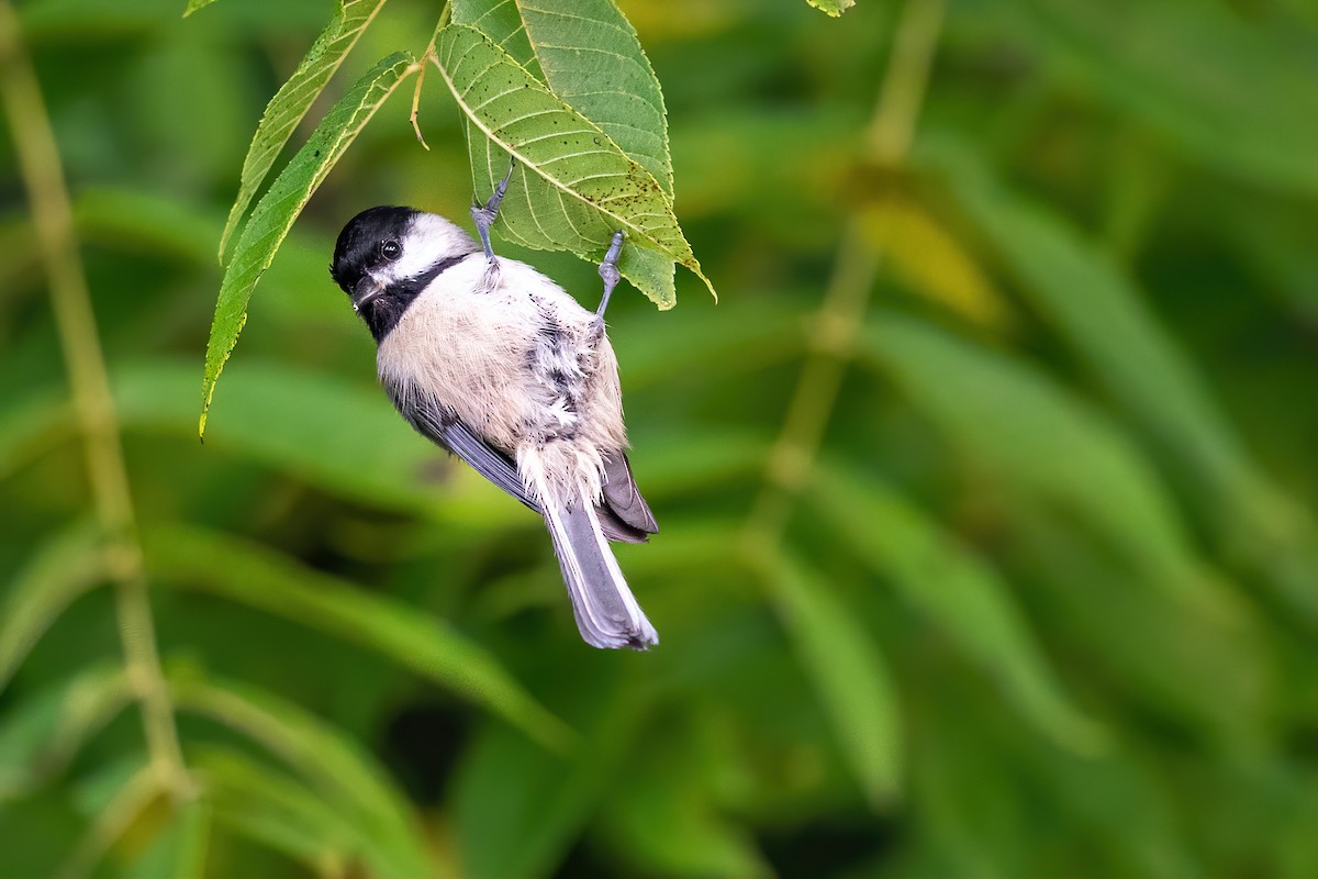 Carolina Chickadee - ML263459181