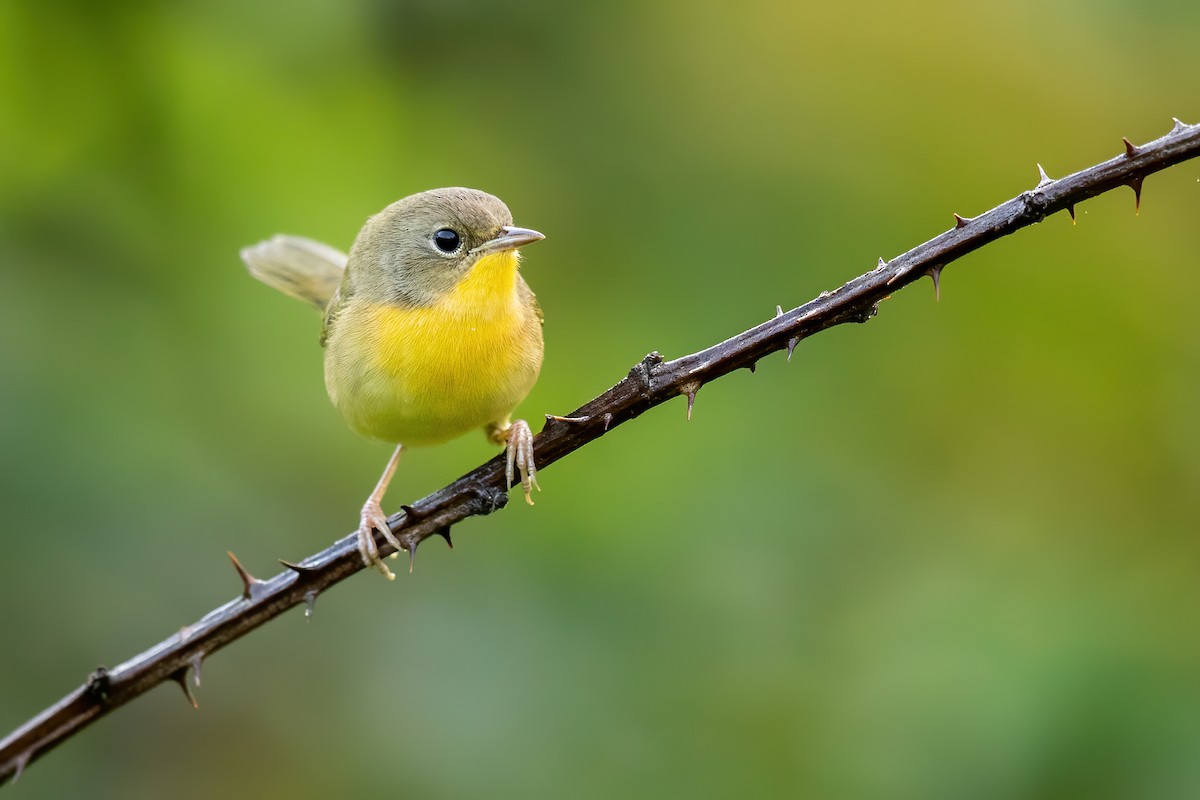 Common Yellowthroat - ML263459311